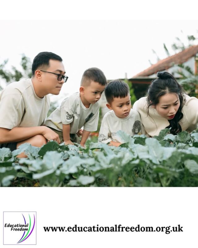 So many parents tell us they started home educating because they wanted their child to love learning again — not just complete worksheets or survive the school day. And honestly, that’s one of the most beautiful things about home education: you get to rebuild learning from the ground up. You get to ask, “What actually works for my child?” instead of trying to squeeze them into a system that was never designed with individuality in mind.

Maybe your child learns best through hands‑on projects. Maybe they thrive outdoors. Maybe they need more time, more freedom, more movement, or more depth. Home education lets you design a life where learning fits your child instead of the other way around.

If you’re curious about how this could look for your family, Educational Freedom is here to walk with you. We offer clear guidance, myth‑busting information, and a community that understands the journey. You don’t have to figure it out alone — you just need the space to imagine something better.