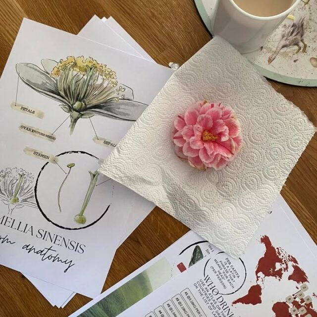 A throw back a year or two when we were learning about tea! We incorporated some hands on learning to this subject - including lots of tea drinking (and cake) Did you know that Turkey are the biggest tea drinkers? Do you add in extras when learning around a subject? #ukhomeed #homeeddad #homeedmum #homeedplanning #learningfromhome